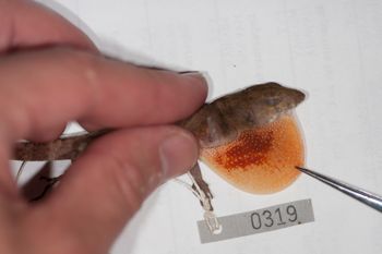 Media type: image;   Herpetology R-186209